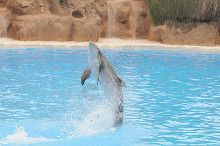 蓝色水上的灰色海豚水池脚蹼生物水族馆海洋鼻子生活荒野娱乐瓶子图片