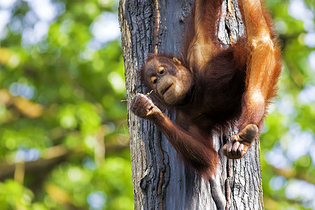 婆罗洲奥兰古人公园动物园原始人雨林物种濒危丛林荒野灵长类动物图片