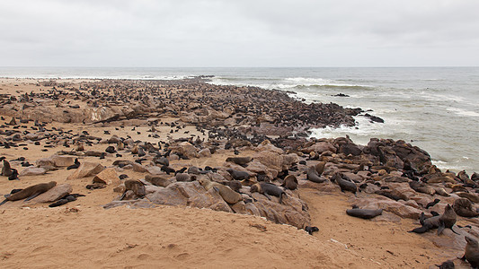 毛皮海豹阿尔克托脑积水海豹愤怒动物群生活哺乳动物海洋小狗殖民地食肉海滩海岸图片