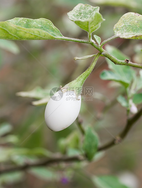 白蟑螂在树上胡萝卜菊花蟑螂水果白色植物热带茄子椭圆形食品文化图片