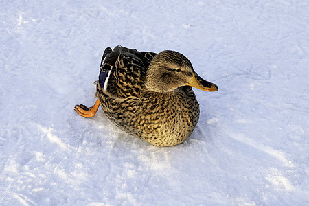 冰上马华达鸭嘴兽男性形目水禽鸟类群居水鸭图片