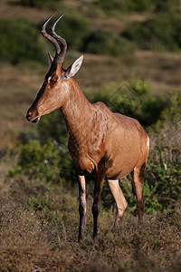 红哈特比最恒星动物食草喇叭红色羚羊大草原狍子野生动物棕色哺乳动物图片