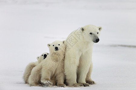 北極熊北极熊与幼崽蓝色婴儿危险天气荒野妈妈濒危捕食者食肉孩子们背景