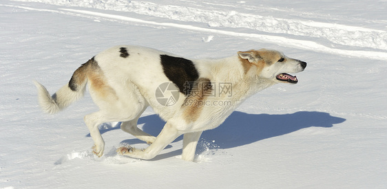 正在运行的狗狗速度雪橇成人宠物猎犬太阳季节阳光跳跃森林图片