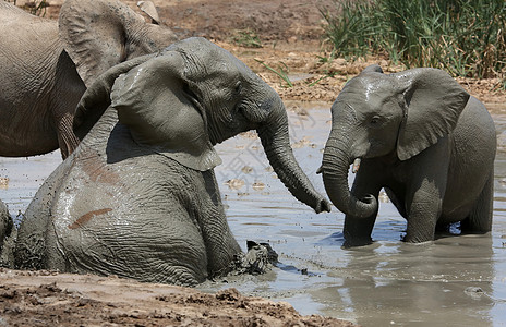 大象水大象泥浴荒野灰色獠牙游泳飞溅动物冷却树干哺乳动物野生动物背景