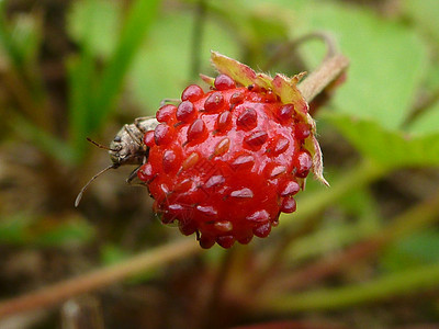 以野草莓为生的甲虫图片