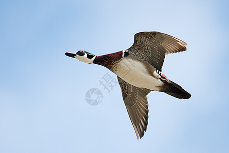 正在飞行中的雄木鸭木头羽毛荒野翅膀水禽野生动物网络蓝色天空眼睛图片
