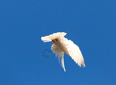 白鸽白色天空空气羽毛航班自由希望蓝色翅膀动物背景图片
