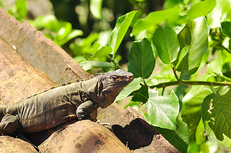 Iguana在岩石上旅行树叶条纹动物群丛林森林公园橙子野生动物爪子图片