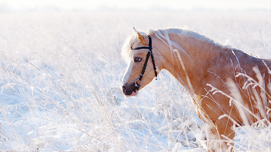 冬天田野里一匹蜜蜂小马的肖像图片