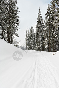 白雪背景冬季森林中的道路季节小路场景风景白色松树背景