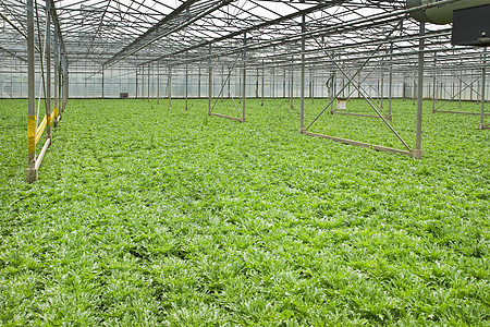 玻璃厂中的生长植物和植物幼苗沙拉栽培园艺收获苗圃绿色植物市场蔬菜生产图片