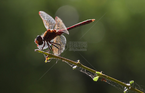 排气管或脉冲隔热管昆虫红色翅膀绿色捕食者背光季节猎人蜻蜓俗语图片