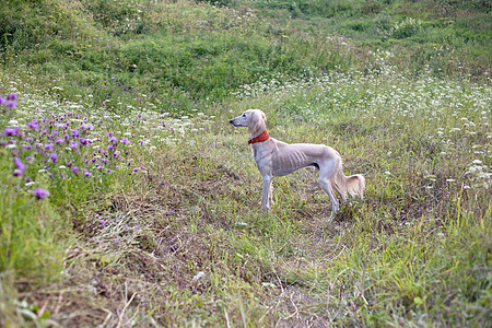 站立白白沙露花朵衣领动物白色棕色黑色猎犬黄色绿色食肉图片
