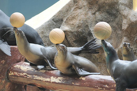 本土化海狮水池动物园狮子野生动物动物哺乳动物海滩荒野蓝色生活图片