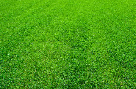 绿草草皮草地环境绿色植物土地场地边缘草原生长院子背景图片