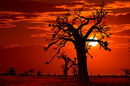 Baobab树的非洲日落多彩情调地标旅行橙子场景旅游场地大草原环境植被图片