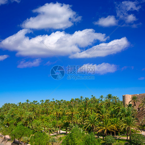 有很多棕榈树精灵场景蓝色植物天空树干树木园艺旅游公园图片