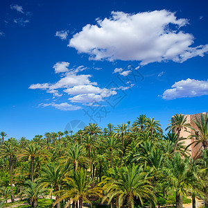 有很多棕榈树园艺旅行天堂精灵植物旅游假期花园天空蓝色图片