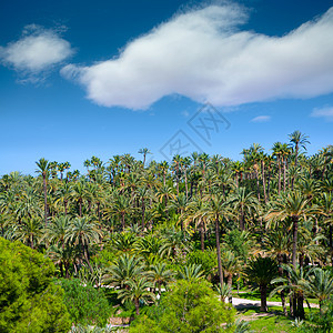 有很多棕榈树地标热带树木旅游天堂季节花园公园场景环境图片