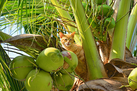 树上的猫小猫动物叶子毛皮绿色宠物猫科图片