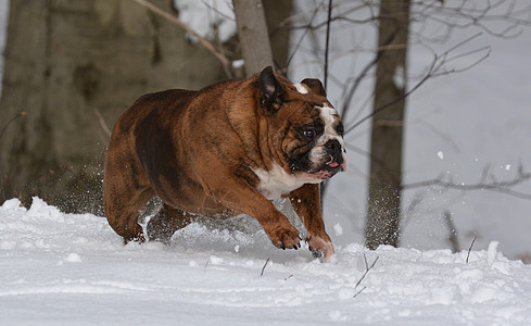 在雪中玩斗牛犬图片