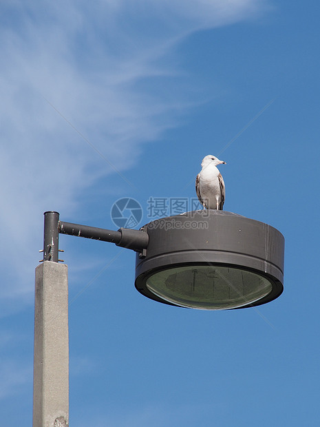 从上视图野生动物海鸥鸟类天空蓝天制高点灯柱图片