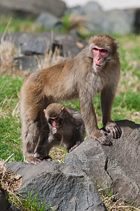 母亲和婴儿马卡克雪猴温泉野生动物荒野毛皮石头猕猴动物灵长类旅游头发图片
