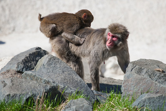 母亲和婴儿马卡克雪猴哺乳动物毛皮灵长类野生动物荒野动物温泉猕猴栖息地公园图片