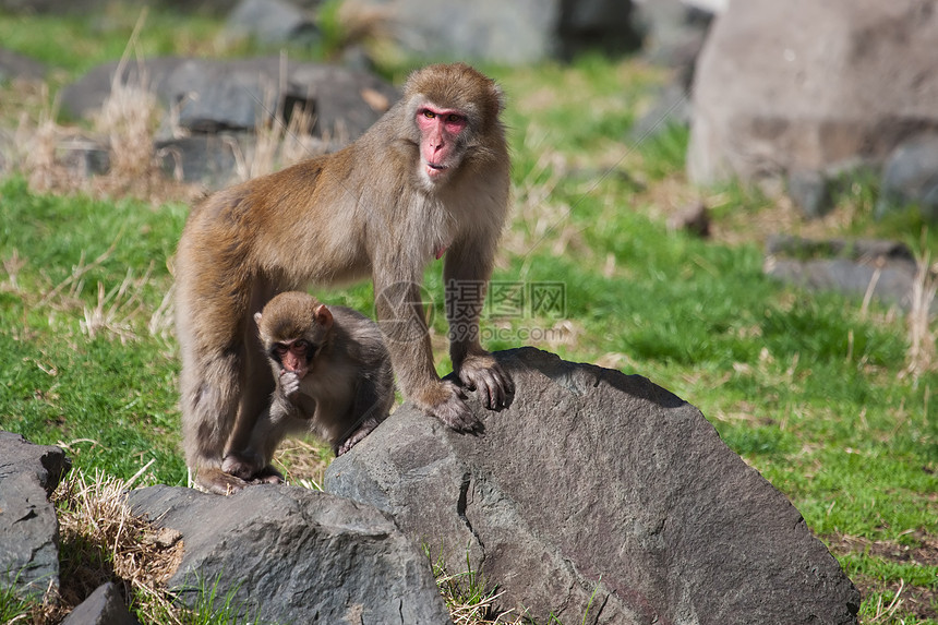 母亲和婴儿马卡克雪猴毛皮温泉动物旅行动物园灵长类荒野猕猴石头公园图片