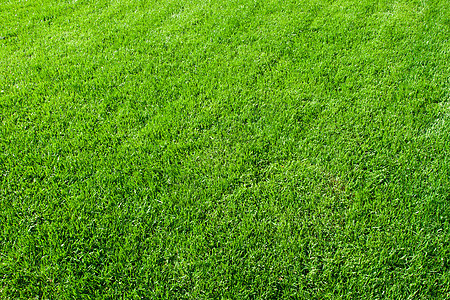绿草生长绿色植物草地环境草原场地院子草皮土地边缘图片