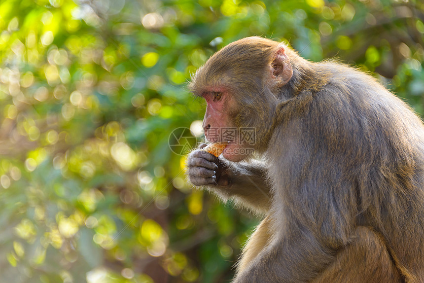 吃橙子的麦卡克保护灵长类寺庙生态旅游绿色植物荒野杂食性野生动物动物猴庙图片