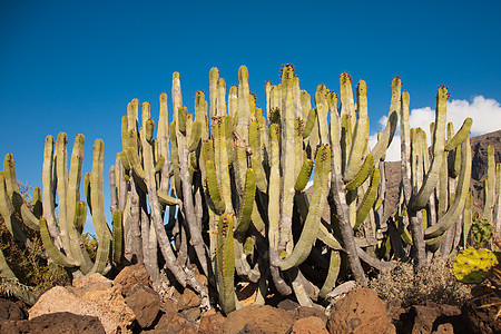 仙地蓝色环境天空绿色植物水平旅游地区沙漠荒野图片