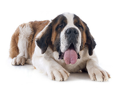 圣伯纳纳犬动物山狗宠物女性工作室犬类图片