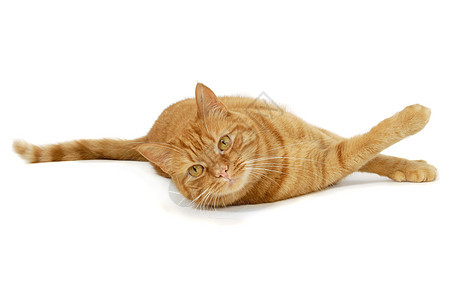 红猫动物条纹白色橙子头发乐趣冒充猫科红色动物群背景图片