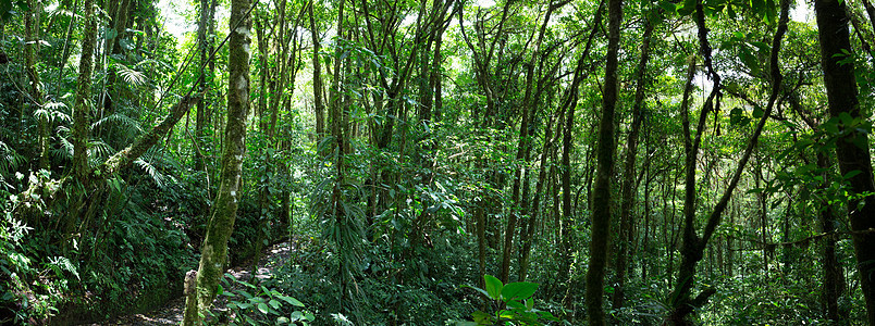 哥斯达黎加云林 森林热带雨林气候探险蕨类保护区燃料植物绿色场景水平图片