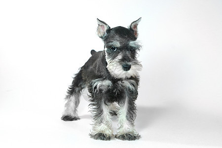 可爱婴儿迷你小狗 白色的Schnauzer 小狗犬类猎犬朋友动物哺乳动物小动物工作室宠物图片