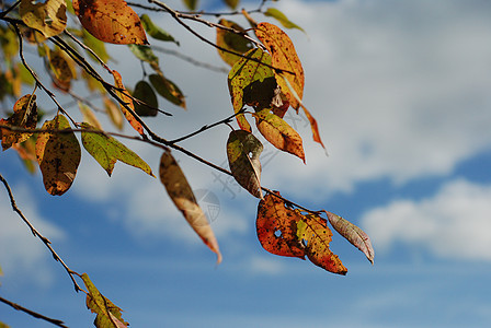 秋叶橙子黄色天空树叶白色蓝色绿色背景图片