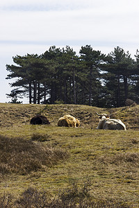 荷兰荷兰苏伊德哺乳动物农村场地反射冬衣松树头发奶牛动物毛皮图片