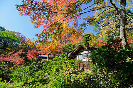 秋天的日本花园花园橙子岩石石头寺庙冥想博物馆文化旅行森林图片