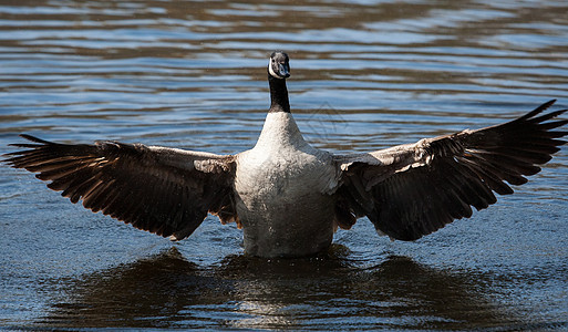 加拿大鹅摇摆翅膀水鸟水禽眼睛鸟类野生动物池塘动物群羽毛荒野季节图片