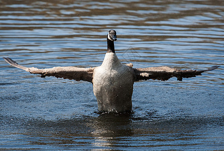 加拿大鹅在软焦点下摇动翅膀脖子水禽游泳眼睛鸟类动物群荒野季节池塘水鸟图片