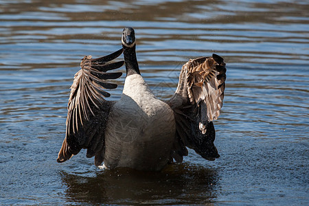 加拿大鹅在软焦点下摇动翅膀动物群野生动物鸟类季节脖子眼睛荒野水禽水鸟池塘图片