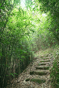 翠竹林一条小路穿过茂密的竹林辉光情调叶子溪流木头植被远足射线阴影晴天图片