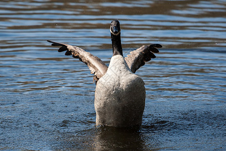 加拿大鹅在软焦点下摇动翅膀鸟类水禽动物群脖子季节池塘羽毛荒野水鸟野生动物图片