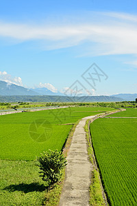 国家稻米农场灌溉稻田小路途径食物植物技术种植园谷物粮食图片