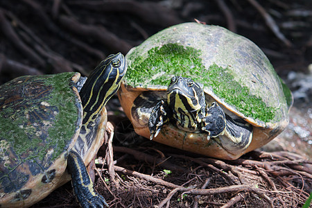 野生生物中软焦点的涂料海龟池塘条纹水龟动物园植物蜥蜴人两栖动物群荒野爬虫图片