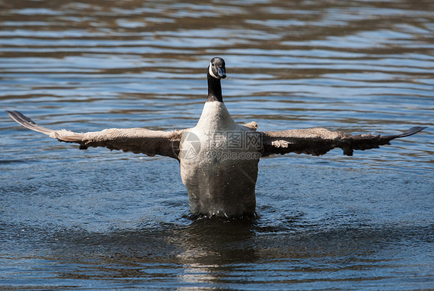 加拿大鹅在软焦点下摇动翅膀水禽池塘水鸟羽毛季节眼睛动物群游泳鸟类野生动物图片