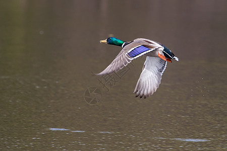 马里马勒德在飞行中沼泽男性翅膀野生动物公园羽毛鸭子图片