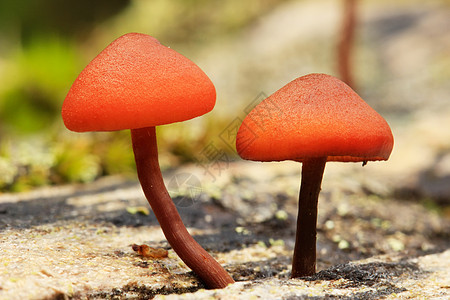 小型橙色蘑菇 加拿大Yoho国家公园森林绿色荒野树木风景宏观国家橙子高山公园图片